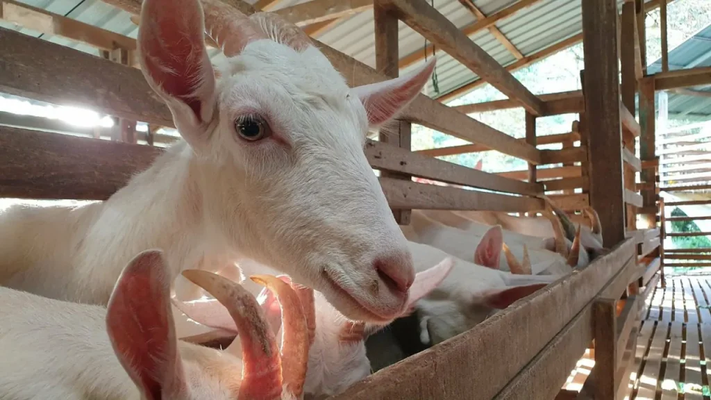 Saanen Dairy Goat Farm