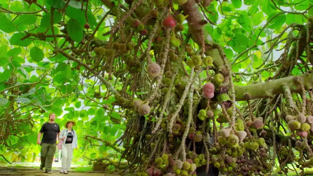 Tropical Fruit Farm penang