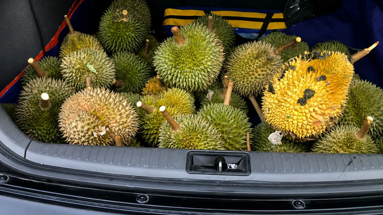 cara hilangkan bau durian dalam kereta