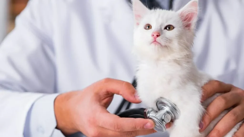 cara cegah kucing kena cacing