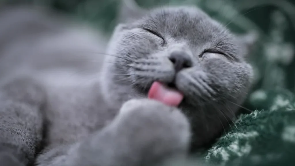 ubat cacing kepada kucing